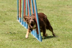 Action Bilder Agility