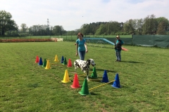 Cavaletti Training