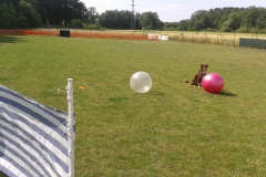 Treibball Kurse