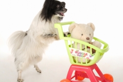 Trick Dog Bilder